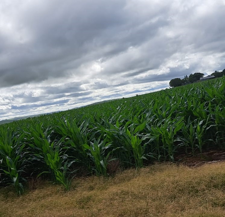 An image of crops in a field the sky above it