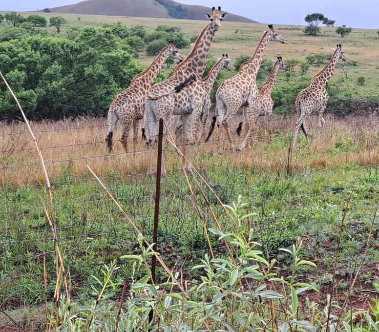 An image of Jiraffes in a field